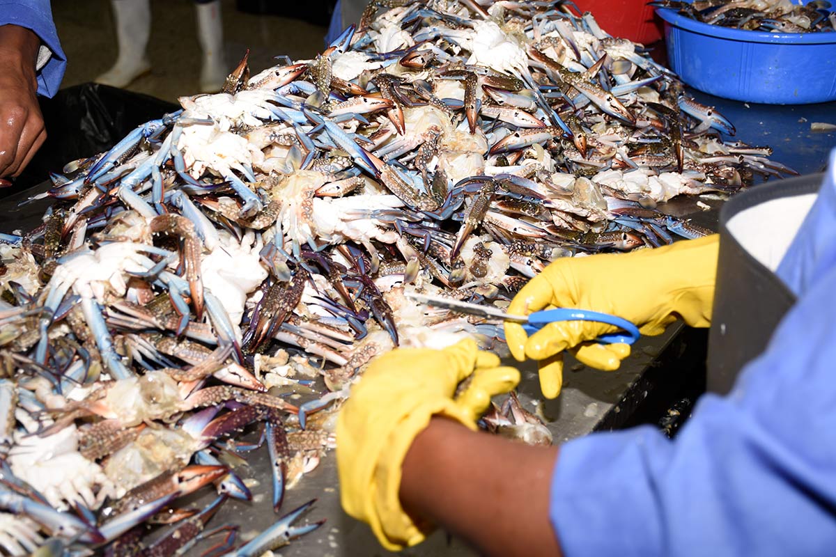 Major stages in the cycle of a crab - Shell Fisheries